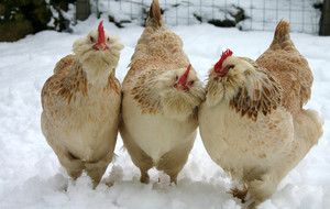 LES POULES SONT SORTIES !