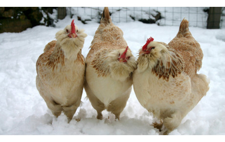 LES POULES SONT SORTIES !